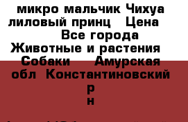 микро мальчик Чихуа лиловый принц › Цена ­ 90 - Все города Животные и растения » Собаки   . Амурская обл.,Константиновский р-н